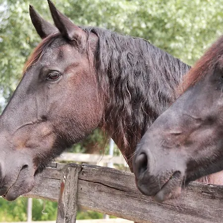 Het Friesche Paard Appartement *