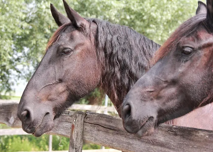 Het Friesche Paard Appartement *